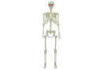 Vidaxl Halloween Skeleton White Plastic Vidaxl Halloween Skeleton White Plastic