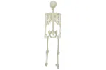 Vidaxl Halloween Skeleton White Plastic Vidaxl Halloween Skeleton White Plastic