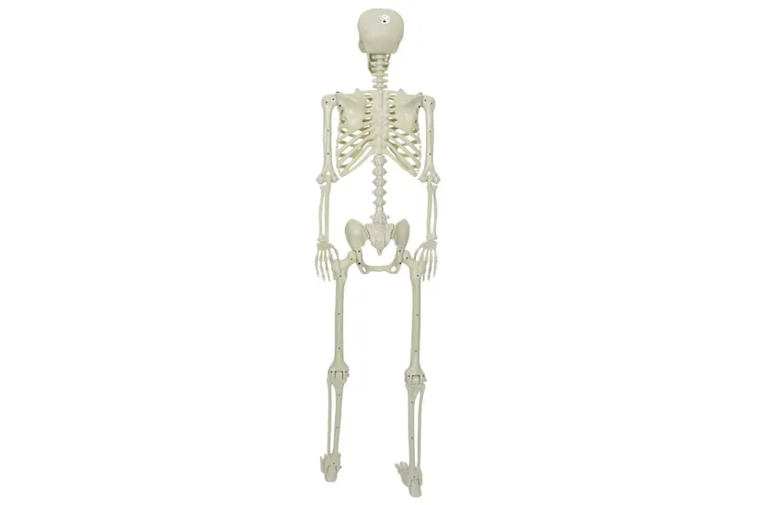 Vidaxl Halloween Skeleton White Plastic Vidaxl Halloween Skeleton White Plastic