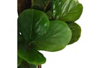 Artificial Fiddle Leaf Fig Tree 232 Leaves 180 Cm Green Artificial Fiddle Leaf Fig Tree 232 Leaves 180 Cm Green