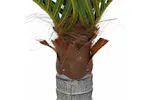 Artificial Palm Tree 12 Leaves 150 Cm Green Artificial Palm Tree 12 Leaves 150 Cm Green