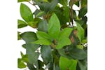 Artificial Plant Laurel Tree With Pot Green 150 Cm Artificial Plant Laurel Tree With Pot Green 150 Cm