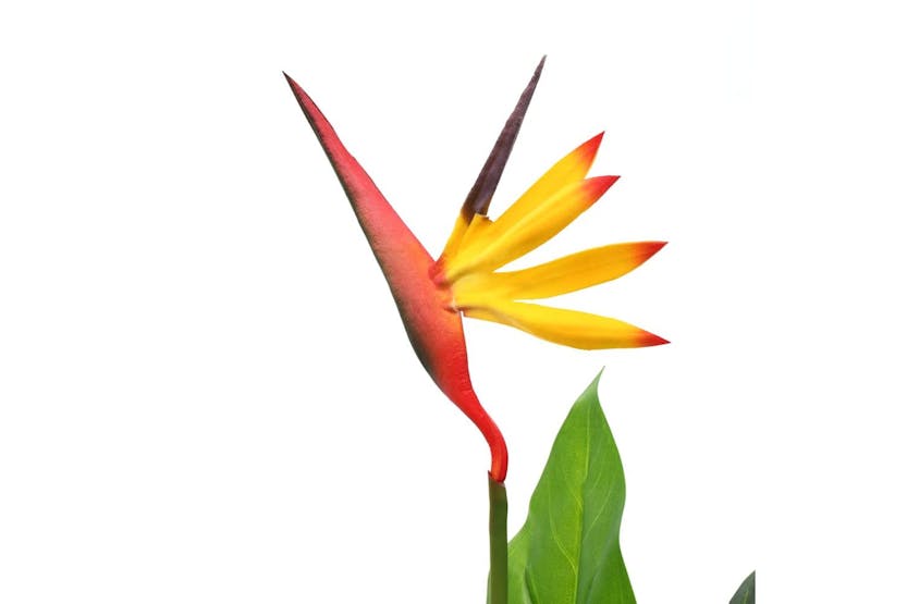 Artificial Strelitzia Reginae Plant Bird Of Paradise 66 Cm Artificial Strelitzia Reginae Plant Bird Of Paradise 66 Cm