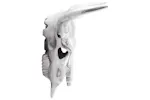 Bull Skull Silver 34 X 13 X 53 Cm Aluminium Bull Skull Silver 34 X 13 X 53 Cm Aluminium