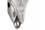 Bull Skull Silver 49 X 10 X 36 Cm Aluminium Bull Skull Silver 49 X 10 X 36 Cm Aluminium