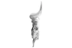 Bull Skull Silver 53 X 11 X 40 Cm Aluminium Bull Skull Silver 53 X 11 X 40 Cm Aluminium