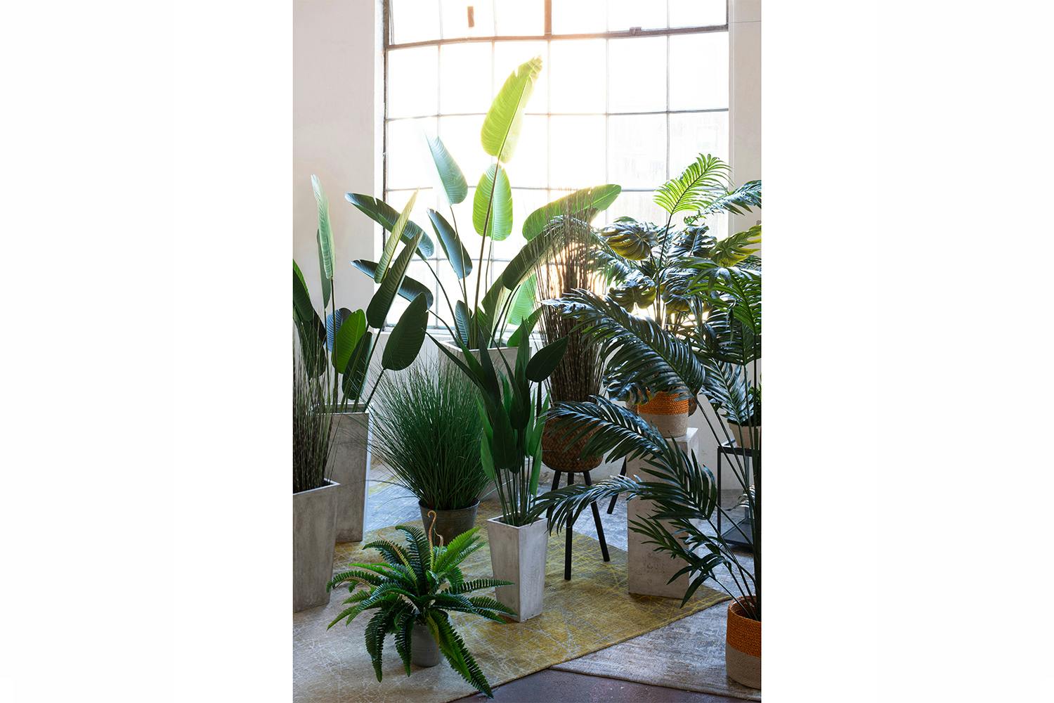 Palm Paradise Plant in Pot | 175 cm
