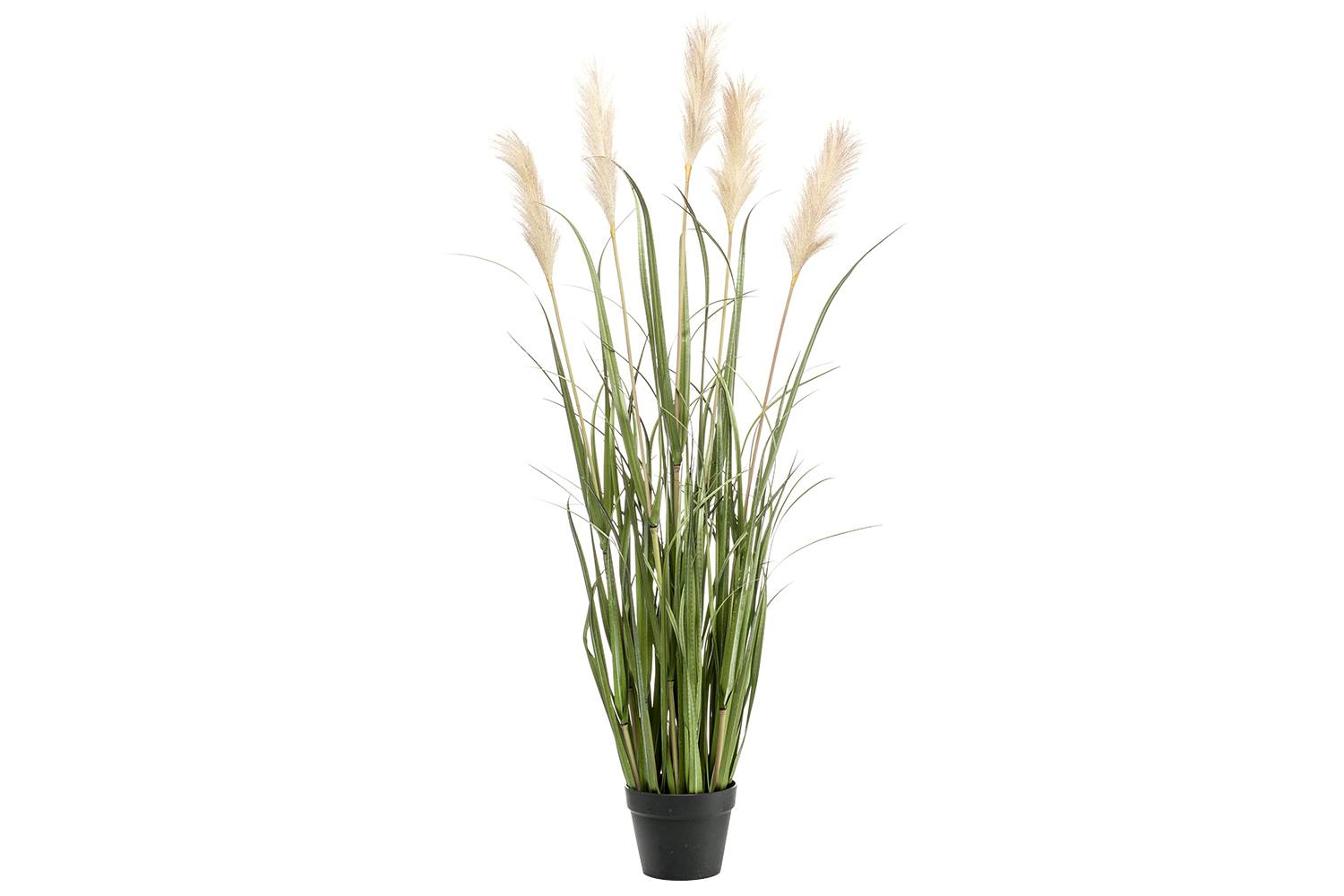 Pampas Grass in Pot | 130 cm