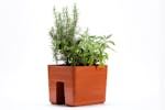 Plastia Berberis Flower Box Balcony Box | Terracotta | 24cm Plastia Berberis Flower Box Balcony Box | Terracotta | 24cm
