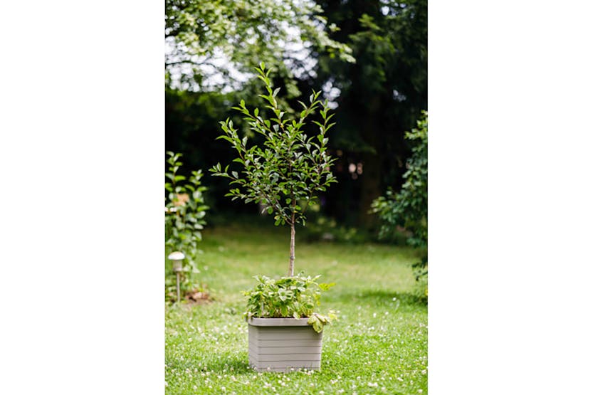 Plastia Berberis Flower Box Uno | Taupe | 45cm Plastia Berberis Flower Box Uno | Taupe | 45cm