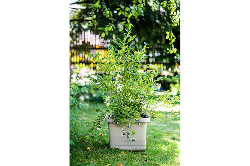 Plastia Berberis Flower Box Uno | Taupe | 45cm Plastia Berberis Flower Box Uno | Taupe | 45cm