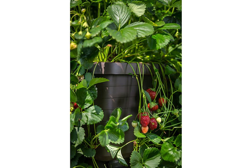 Plastia Berberis Flower Box Uno | Grey| 45cm Plastia Berberis Flower Box Uno | Grey| 45cm