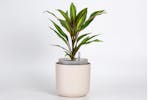 Plastia Tolita Flower Pot | Beige | 19cm Plastia Tolita Flower Pot | Beige | 19cm