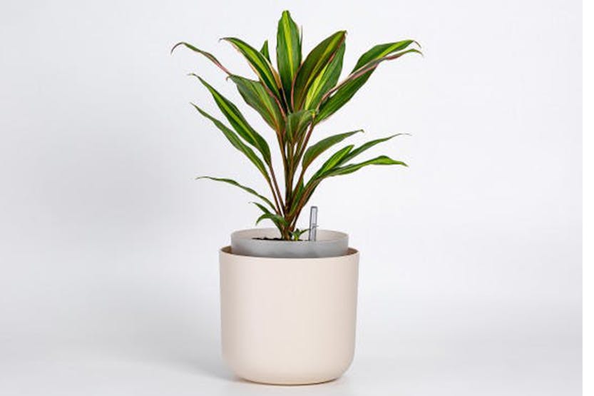 Plastia Tolita Flower Pot | Beige | 19cm Plastia Tolita Flower Pot | Beige | 19cm