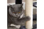 Feandrea Cat Condo with Bed & Hammock | Smoky Gray Feandrea Cat Condo with Bed & Hammock | Smoky Gray