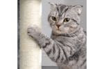 Feandrea Small Cat Tower with Hammock | Light Grey Feandrea Small Cat Tower with Hammock | Light Grey