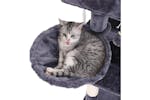 Feandrea UPCT51G Side Basket Cat Tree | Smoky Grey Feandrea UPCT51G Side Basket Cat Tree | Smoky Grey