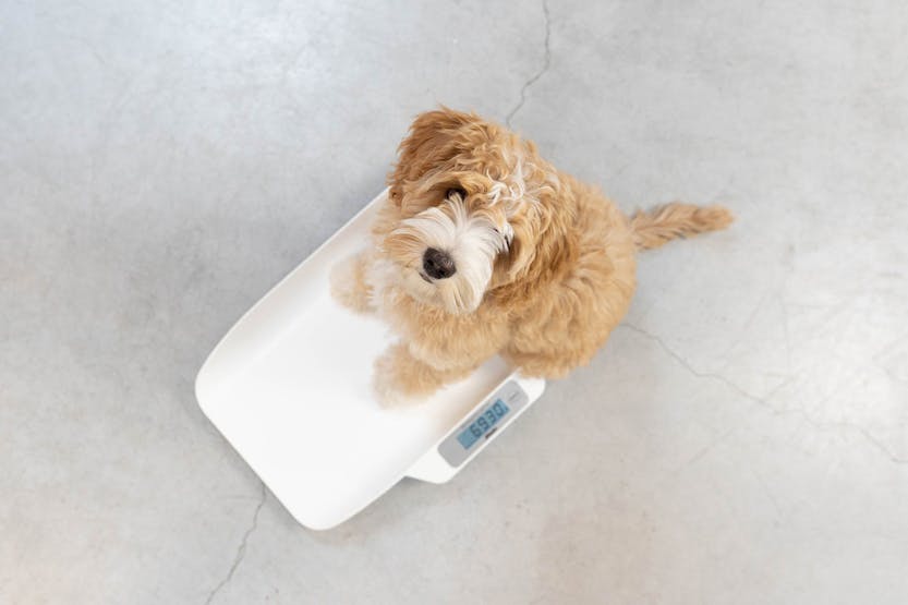 Alecto BC-29 Baby Scale White Alecto BC-29 Baby Scale White