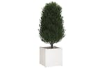 vidaXL 810560 Garden Planter White 60x60x60cm Solid Pinewood vidaXL 810560 Garden Planter White 60x60x60cm Solid Pinewood