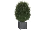 vidaXL 810538 Garden Planter Grey 40x40x40cm Solid Pinewood vidaXL 810538 Garden Planter Grey 40x40x40cm Solid Pinewood
