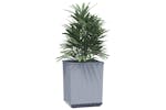 vidaXL 364186 Planters 4 Pcs Light Grey 30x30x37cm Polypropylene vidaXL 364186 Planters 4 Pcs Light Grey 30x30x37cm Polypropylene