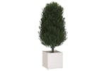 vidaXL 810549 Garden Planters 2 Pcs White 50x50x50cm Solid Pinewood vidaXL 810549 Garden Planters 2 Pcs White 50x50x50cm Solid Pinewood