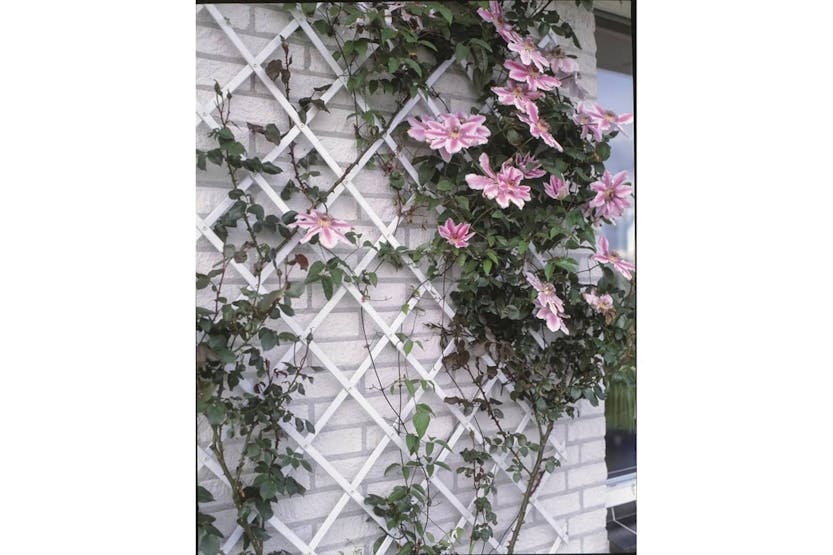 Nature 409350 Garden Trellis 100x200 Cm Pvc White 6040703 Nature 409350 Garden Trellis 100x200 Cm Pvc White 6040703