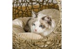 Pawhut D30-402 Wicker Cat Bed House with Soft Cushion | Brown Pawhut D30-402 Wicker Cat Bed House with Soft Cushion | Brown