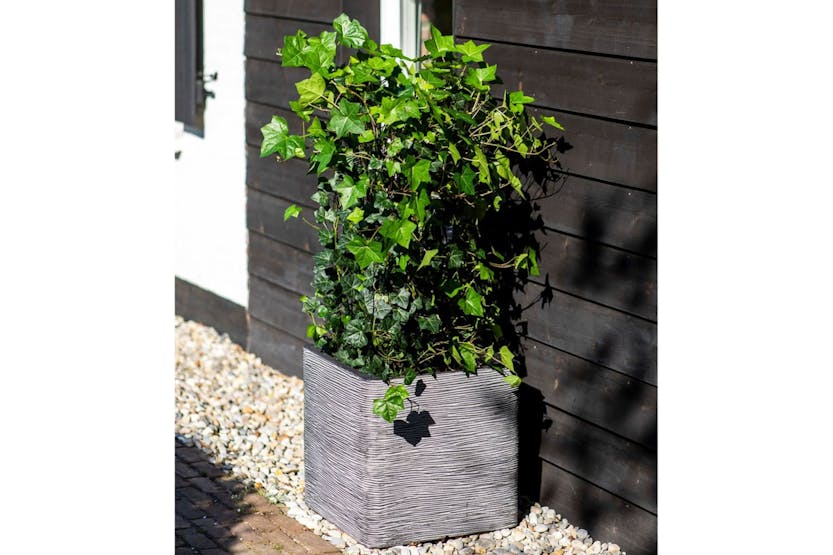 Capi 429057 Planter Nature Rib Square 50 X 50 Cm Anthracite Capi 429057 Planter Nature Rib Square 50 X 50 Cm Anthracite