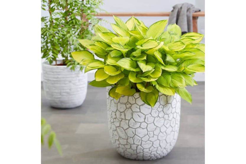 Capi 429064 Egg Planter "clay" Ball 43 X 41 Cm Ivory Capi 429064 Egg Planter "clay" Ball 43 X 41 Cm Ivory