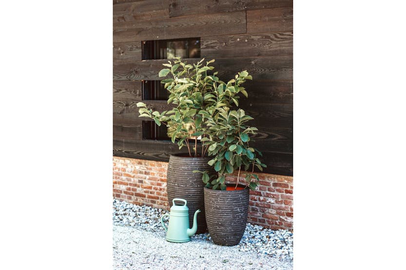 Capi 434863 Vase Nature Row Elegant Low 46x58 Cm Olive Green Capi 434863 Vase Nature Row Elegant Low 46x58 Cm Olive Green