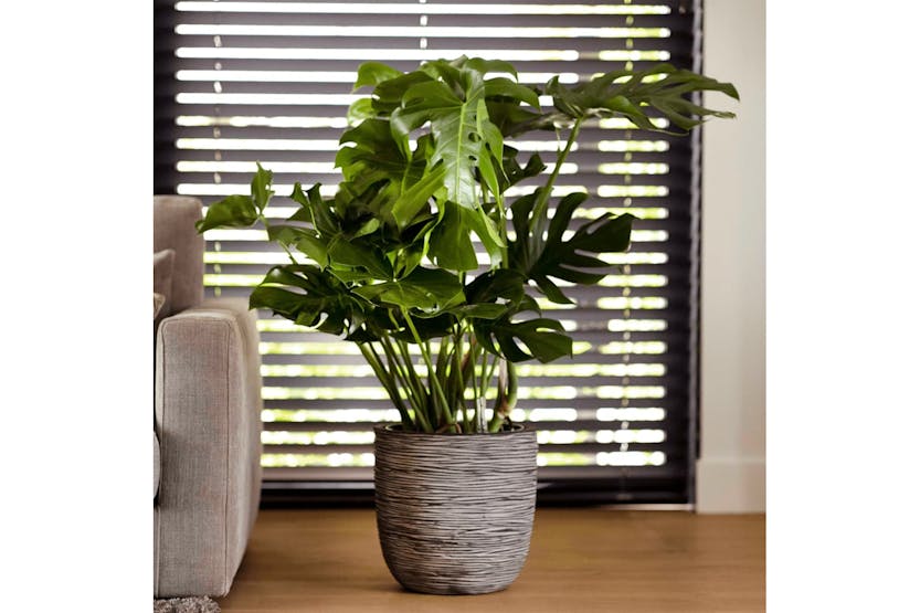 Capi 424242 Egg Planter Nature Rib 35x34 Cm Anthracite Kofz932 Capi 424242 Egg Planter Nature Rib 35x34 Cm Anthracite Kofz932