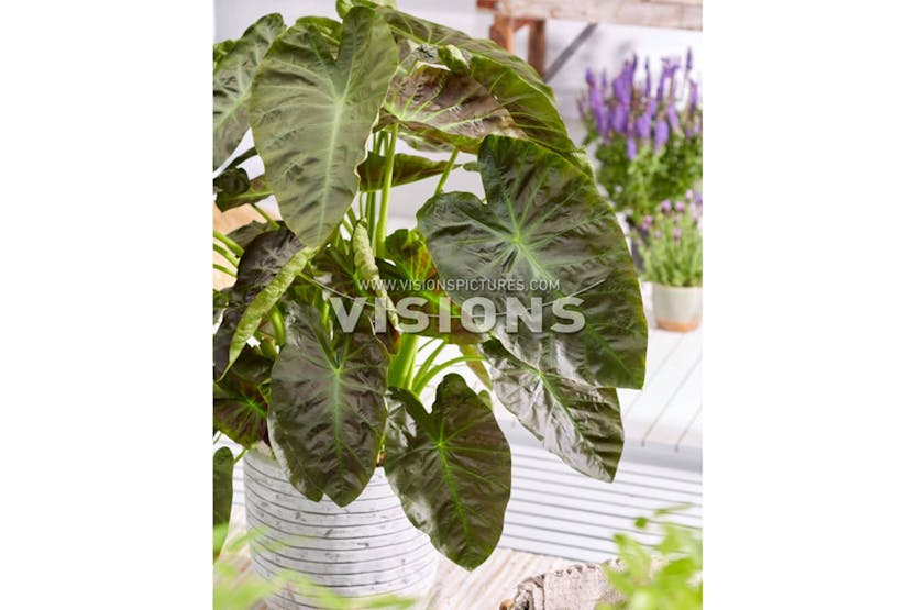 Capi 424290 Egg Planter Nature Row 54x52 Cm Ivory Krwi935 Capi 424290 Egg Planter Nature Row 54x52 Cm Ivory Krwi935