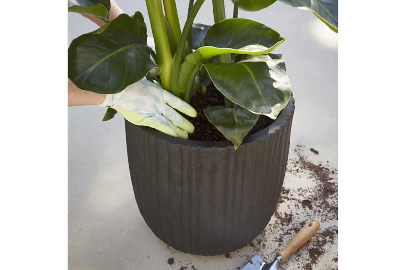 Capi 424319 Egg Planter Urban Tube 54x52 Cm Black Kblt935 Capi 424319 Egg Planter Urban Tube 54x52 Cm Black Kblt935