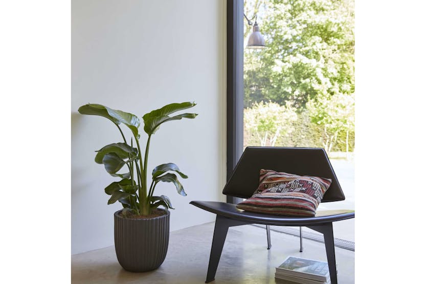 Capi 424319 Egg Planter Urban Tube 54x52 Cm Black Kblt935 Capi 424319 Egg Planter Urban Tube 54x52 Cm Black Kblt935