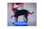 Fitpaws 411440 Pet Balance Platform K9fitbone Pvc Sky Blue Fitpaws 411440 Pet Balance Platform K9fitbone Pvc Sky Blue