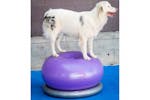 Fitpaws 428432 Pet Balance Ball Trax Donut 55 Cm Purple Fitpaws 428432 Pet Balance Ball Trax Donut 55 Cm Purple
