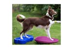 Fitpaws 411440 Pet Balance Platform K9fitbone Pvc Sky Blue Fitpaws 411440 Pet Balance Platform K9fitbone Pvc Sky Blue