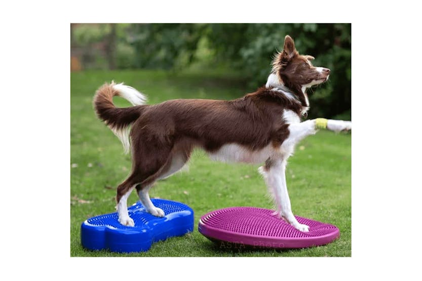 Fitpaws 411440 Pet Balance Platform K9fitbone Pvc Sky Blue Fitpaws 411440 Pet Balance Platform K9fitbone Pvc Sky Blue