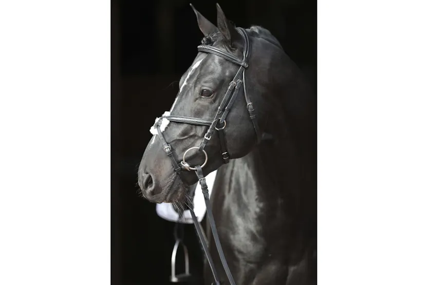 Covalliero Bridle Cancun Pony Black Covalliero Bridle Cancun Pony Black