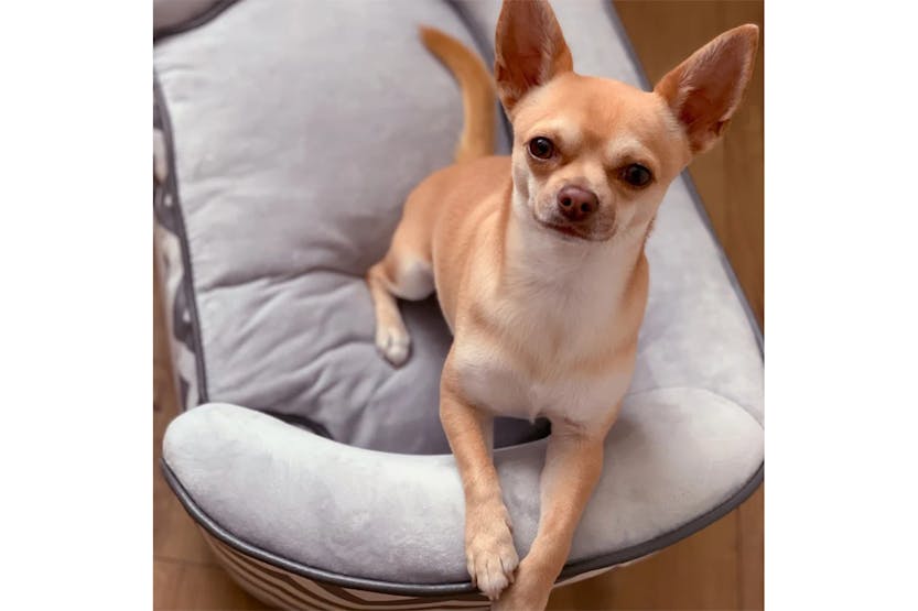 PawHut Wooden Frame Deluxe Lounger Cat Sofa with Cushions | Grey PawHut Wooden Frame Deluxe Lounger Cat Sofa with Cushions | Grey