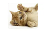Monstershop 9012 - Pixmax Sublimation Mouse Mats (10 Pack) Monstershop 9012 - Pixmax Sublimation Mouse Mats (10 Pack)