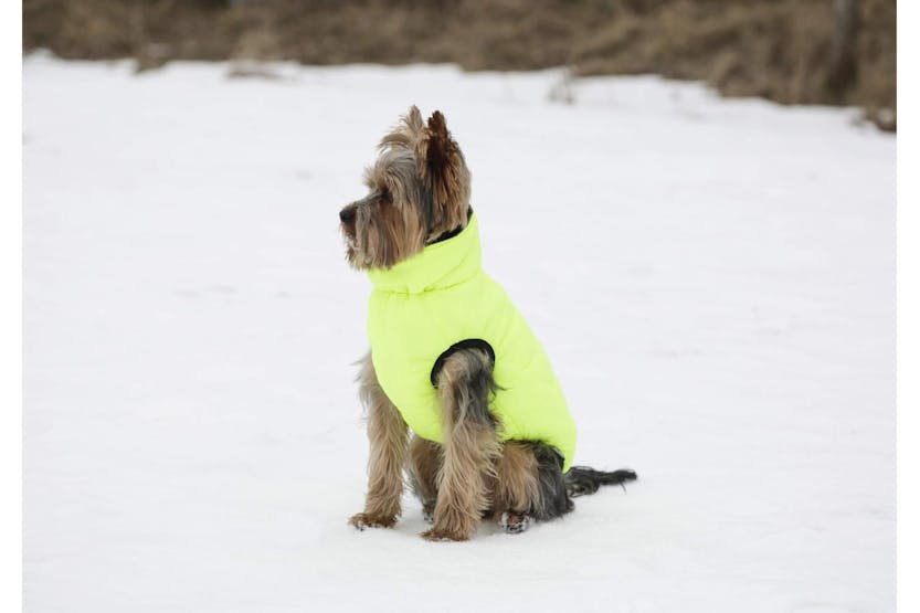 Kerbl Pet Ker-80660 - Quilted Jacket Charmonix, Grey/neon Ye Kerbl Pet Ker-80660 - Quilted Jacket Charmonix, Grey/neon Ye