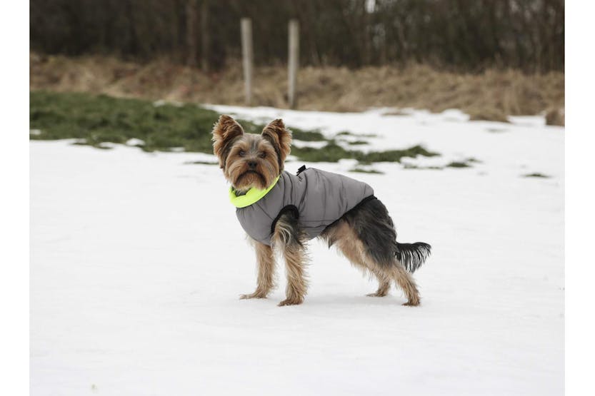 Kerbl Pet Ker-80658 - Quilted Jacket Charmonix, Grey/neon Ye Kerbl Pet Ker-80658 - Quilted Jacket Charmonix, Grey/neon Ye