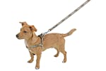Kerbl Pet Ker-80269 - Harness Wild Life Brwon, 25-45cm/20mm Kerbl Pet Ker-80269 - Harness Wild Life Brwon, 25-45cm/20mm