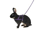 Kerbl Pet Ker-81761 - Shoulder Harness Agility With Leash 2m Kerbl Pet Ker-81761 - Shoulder Harness Agility With Leash 2m