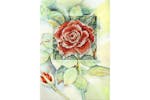 Orchidea Gro-orc.6228 - Gcard Rose - Counted Cross Stitch Ki Orchidea Gro-orc.6228 - Gcard Rose - Counted Cross Stitch Ki