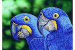 Diamond Dotz Gro-dd9.023 - Blue Hyacinth Macaws - Diamond Pa Diamond Dotz Gro-dd9.023 - Blue Hyacinth Macaws - Diamond Pa