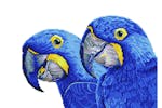 Diamond Dotz Gro-dd9.023 - Blue Hyacinth Macaws - Diamond Pa Diamond Dotz Gro-dd9.023 - Blue Hyacinth Macaws - Diamond Pa