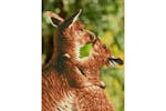 Diamond Dotz Gro-dd6.001 - Kissing Kangas - Diamond Painting Diamond Dotz Gro-dd6.001 - Kissing Kangas - Diamond Painting
